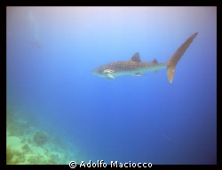 4 mt. Whale Shark cruising next to the reef
(While every... by Adolfo Maciocco 